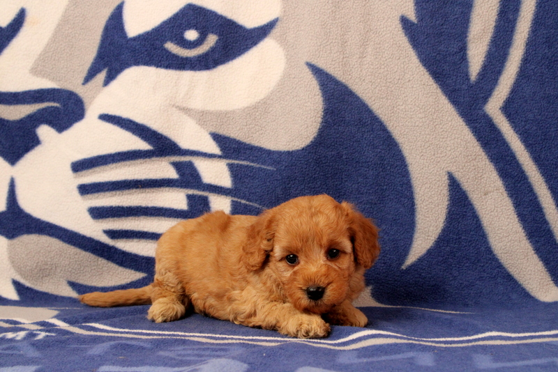 puppy, for, sale, Mini  Goldendoodle, Matthew B. Stoltzfus, dog, breeder, Gap, PA, dog-breeder, puppy-for-sale, forsale, nearby, find, puppyfind, locator, puppylocator, aca